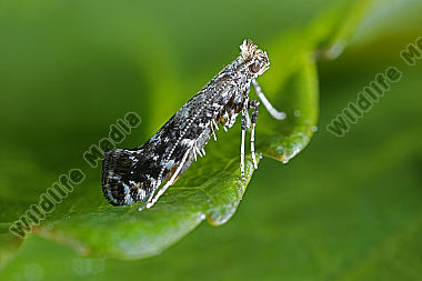 Kleinschmetterling Parornix tenella sp