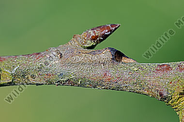 Großer Eisvogel Hibernaculum