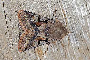 Gothica Kätzcheneule