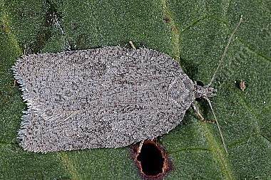 Wickler Acleris roscidana