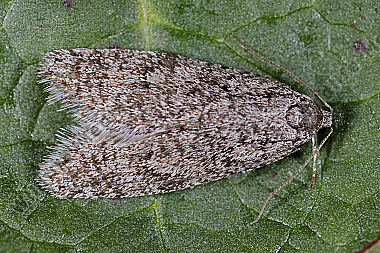 Flachleibmotte Semioscopis strigulana