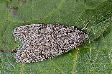 Flachleibmotte Semioscopis strigulana