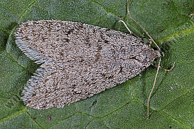 Flachleibmotte Semioscopis strigulana
