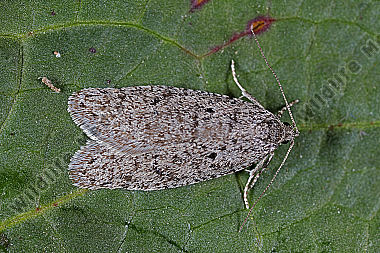 Flachleibmotte Semioscopis strigulana