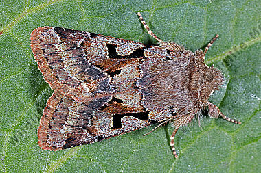 Gothica Kätzcheneule