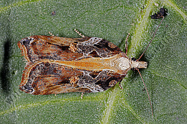 Wickler Acleris cristana