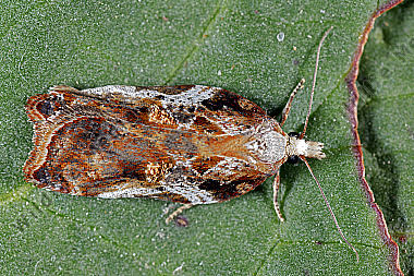 Wickler Acleris cristana