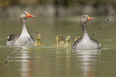 Graugans Familie