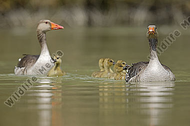 Graugans Familie
