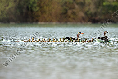 Graugans Familie