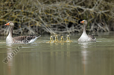 Graugans Familie