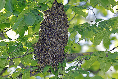 Bienenschwarm