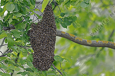 Bienenschwarm