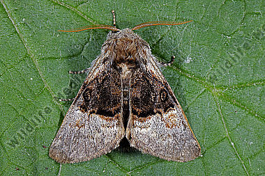 Haseleule