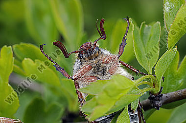 Waldmaikäfer Männchen