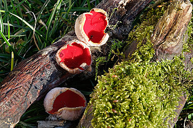 Zinnoberroter Kelchbecherling