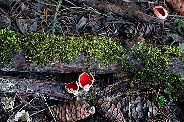 Zinnoberroter Kelchbecherling
