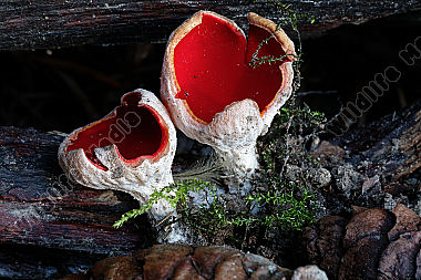 Zinnoberroter Kelchbecherling