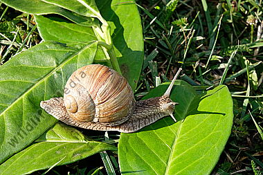 Weinbergschnecke