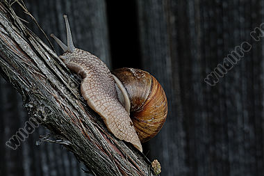 Weinbergschnecke