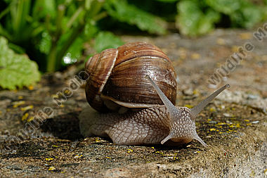 Weinbergschnecke