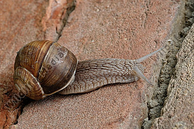 Weinbergschnecke