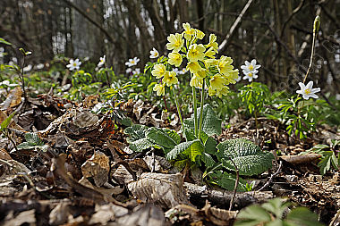 Hohe Schlüsselblume