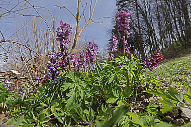 Hohler Lerchensporn