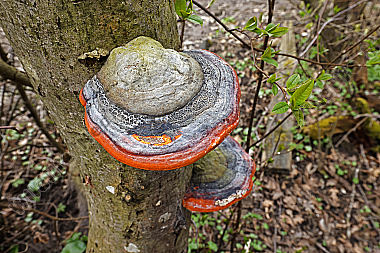 Rotrandiger Baumschwamm