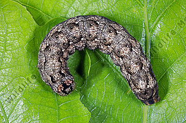 Grüne Eicheneule Raupe