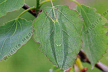 Kleiner Schillerfalter halberwachsene Raupe