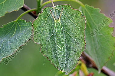 Kleiner Schillerfalter halberwachsene Raupe