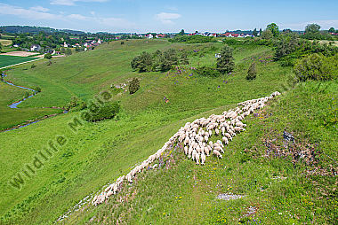 Schafherde im Sommer