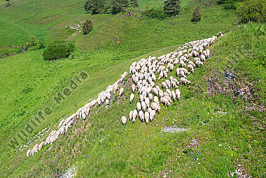 Schafherde im Sommer