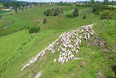 Schafherde im Sommer