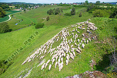 Schafherde im Sommer
