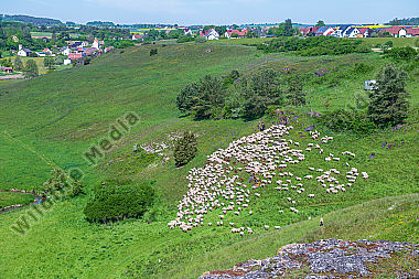 Schafherde im Sommer