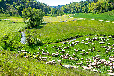Schafherde im Sommer