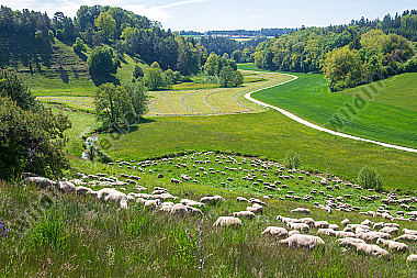 Schafherde im Sommer