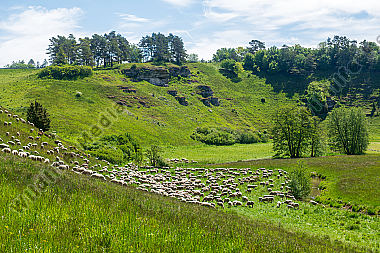 Schafherde im Sommer