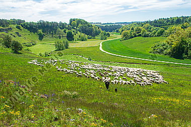 Schafherde im Sommer