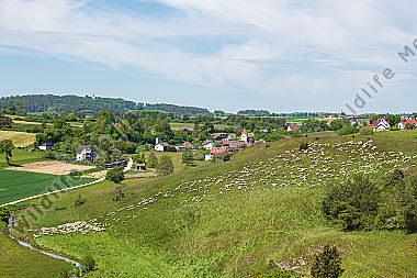 Schafherde im Sommer