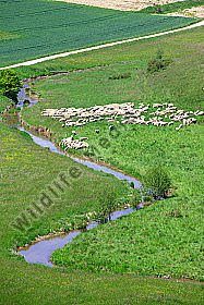 Schafherde am Bach