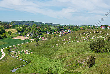 Schafherde im Sommer