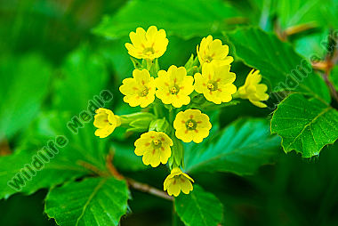 Hohe Schlüsselblume