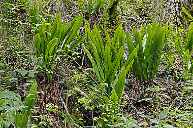 Hirschzungenfarn