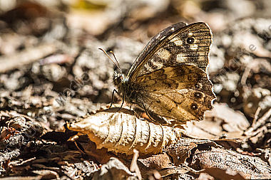 Ruhendes Waldbrettspiel auf einer Waldlichtung