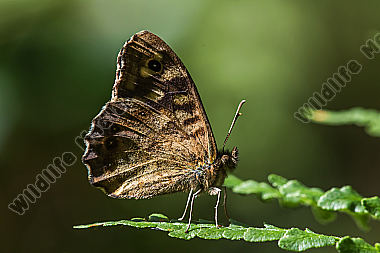 Ruhendes Waldbrettspiel auf einer Waldlichtung