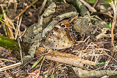 Ruhendes Waldbrettspiel auf einer Waldlichtung