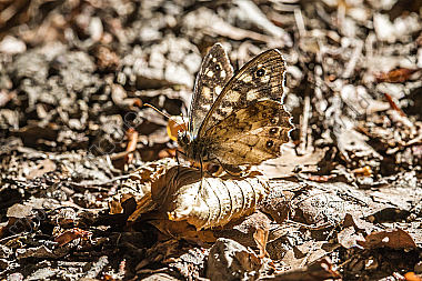 Ruhendes Waldbrettspiel auf einer Waldlichtung